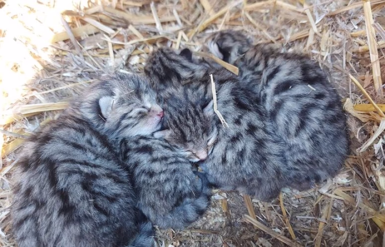 Nachwuchs bei den Europ&auml;ischen Wildkatzen im Wildgatter Oberrabenstein