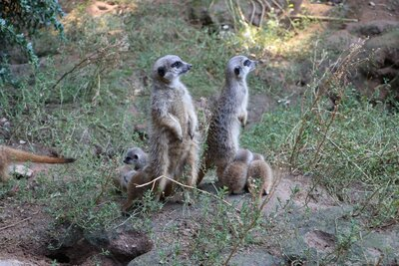 Erdmännchen-Nachwuchs im Tierpark