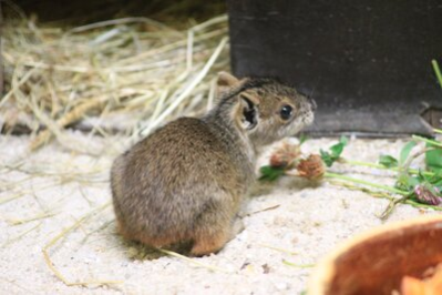 Großes Bergmeerschwein