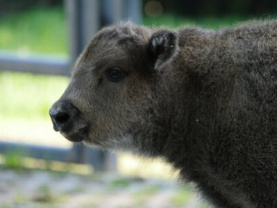 Im Bild ist ein junges Wisent zu sehen. Man sieht nur den Kopf und den Hals. Das Jungtier schau nach links. Sein Fell ist dunkelbarun, es hat kleine Fellohren. Im Hinterdrung ist das Gitter des Geheges zu erkennen, dahinter leuchtet das Gras von der Sonne beschienen.