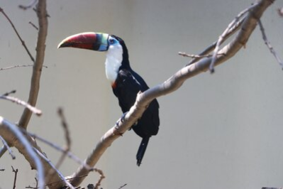 Rotschnabeltukan im Tierpark Chemnitz