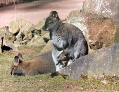 Känguru-Nachwuchs (Archivfoto)