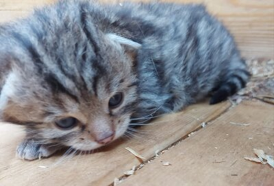 Im Bild ist ein wenige Wochen altes Wildkatzen-Baby. Es kauert am Boden und schaut zaghaft in die Kamera. Sein Fell ist grau-braun getigert, die Ohren sind noch ganz klein und auch das Schwänzchen ist noch kurz. Es liegt auf einem Boden aus hellem Holz.
