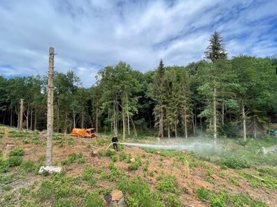 sogar Jungpflanzen im Wald werden in D&uuml;rreperioden gegossen
