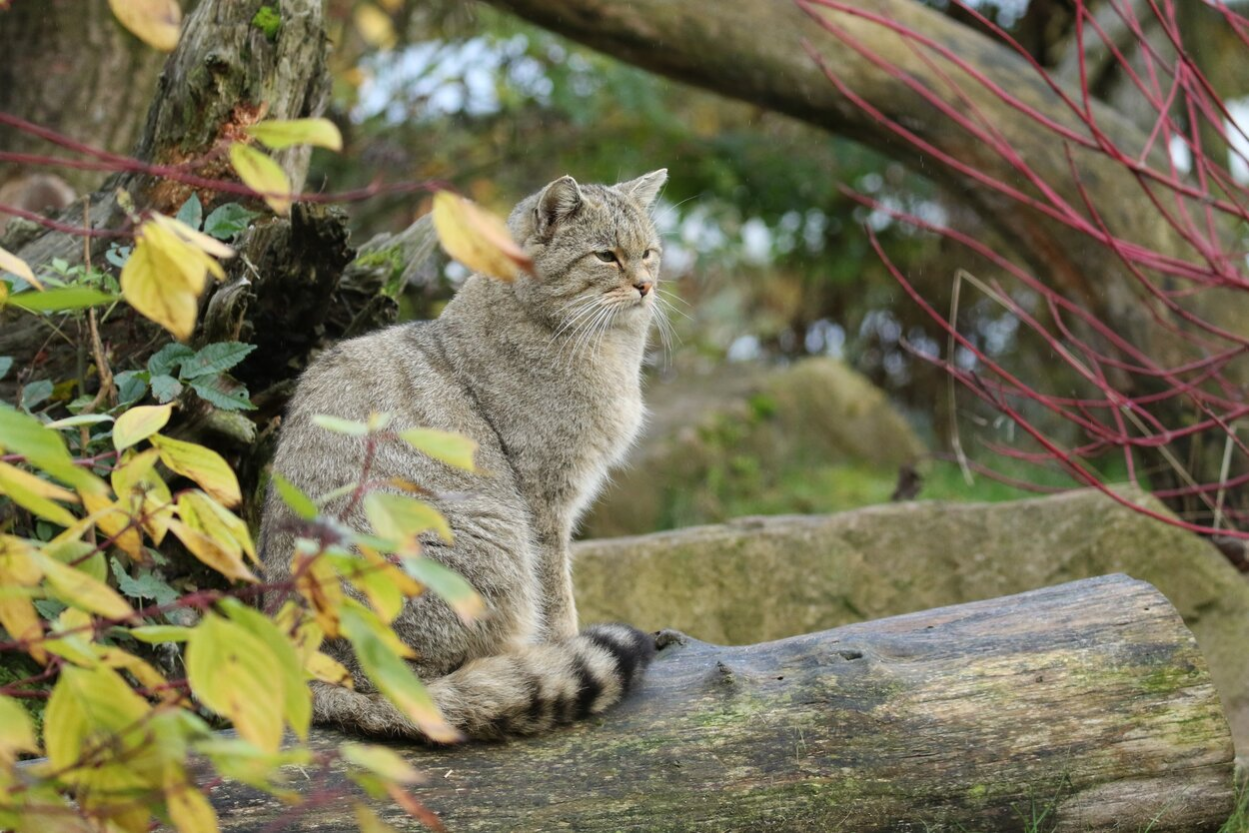 Europäische Wildkatze