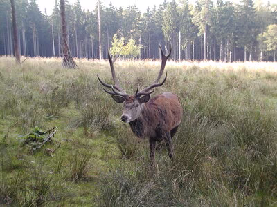 Rothirsch im Wildgatter