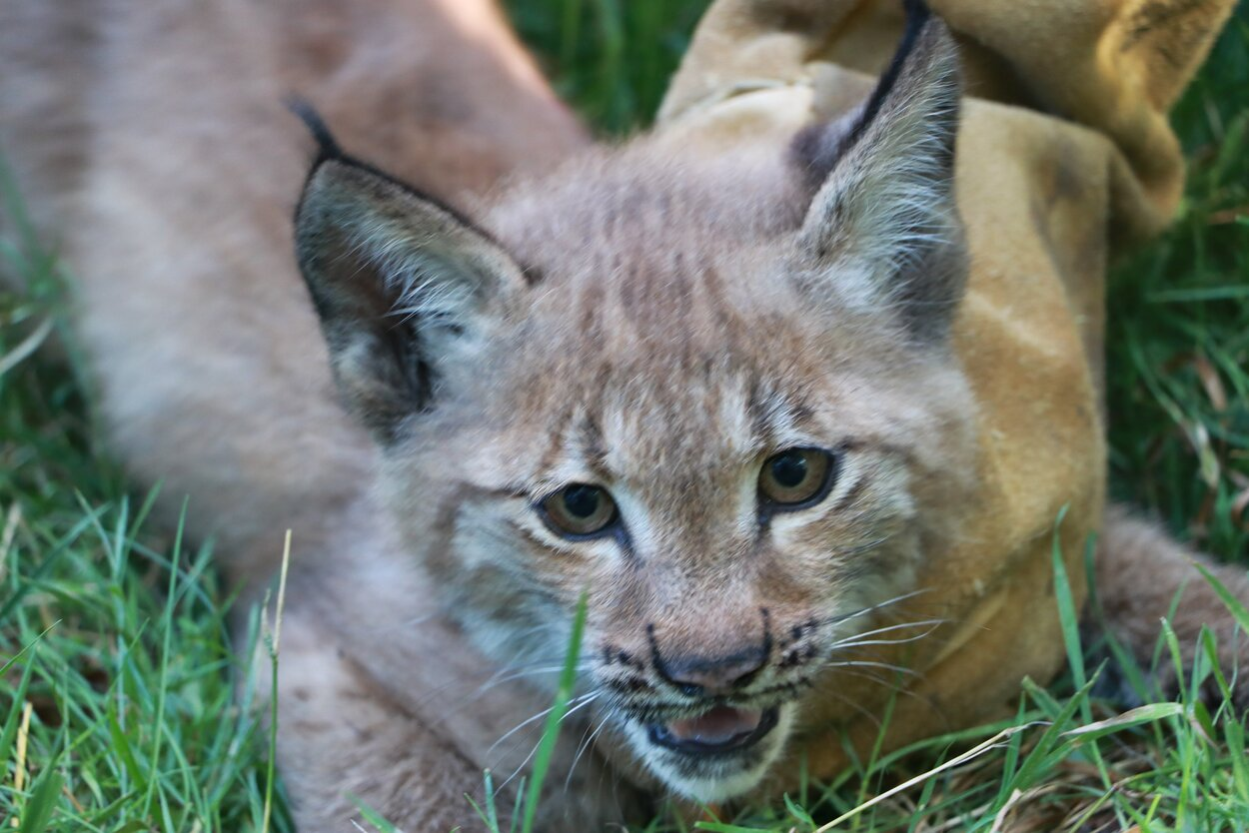 Luchs-Nachwuchs im Wildgatter Oberrabenstein