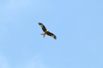 Ein Rotmilan während des Fluges