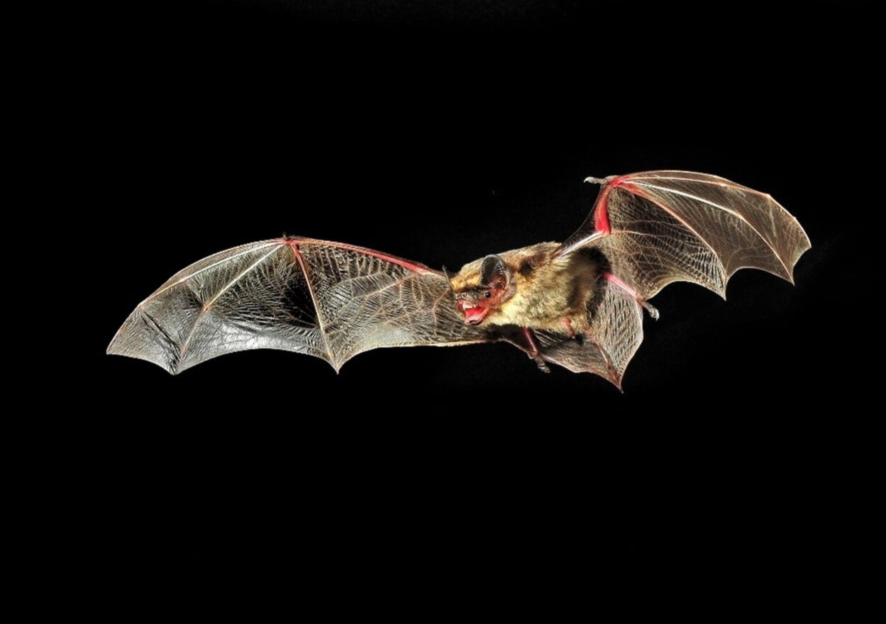 Zweifarbfledermaus