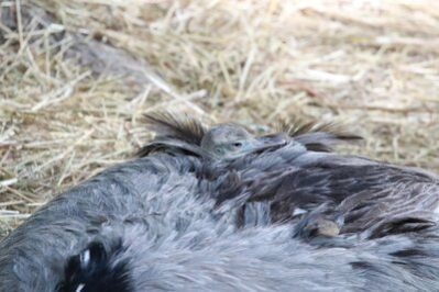 Im Bild ist ein Nandu-Küken zu sehen, dass nur mit dem Kopf aus dem Gefieder seines Vaters herausschaut. Vom Nandu-Vater ist nur der Rücken zu sehen, mit grauem Gefieder. Beider leigen auf einem Untergrund aus Stroh.