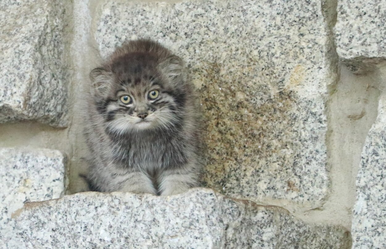 Manul Nachwuchs