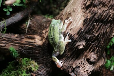 Loja-Beutelfroschs