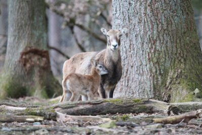 Mufflon-Nachwuchs im Wildgatter Oberrabenstein