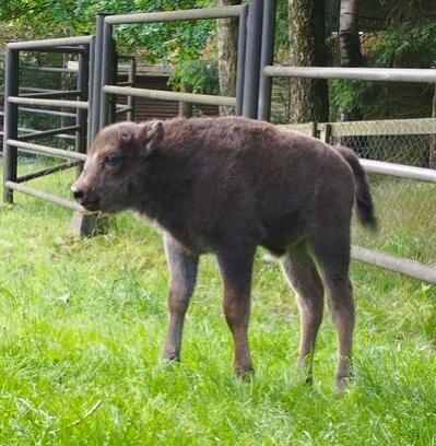 Im Wildgatter Oberrabenstein wurde ein männliches Wisent-Kälbchen geboren.