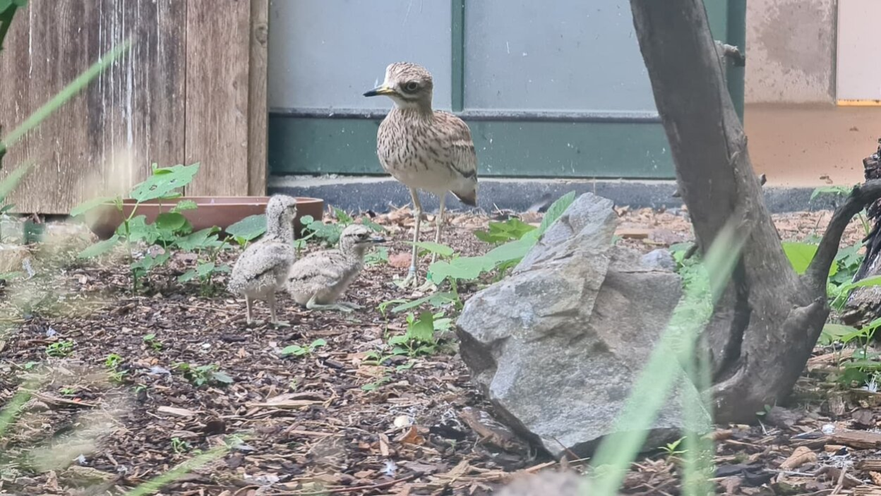 Das Bild zeigt einen erwachsenen Triel sowie zwei Küken, die daneben stehen und sitzen. Die Vögel sind bräunlich gefärbt, klein und besitzen lange, dünne Beine. Die Kücken sind noch mit Flaum bedeckt.