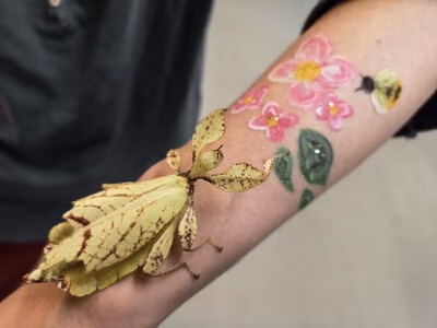 Zu besonderen Veranstaltungen wie beispielsweise der Museumsnacht lassen sich im Museum für Naturkunde Chemnitz Insekten im wahrsten Sinne des Wortes hautnah erleben