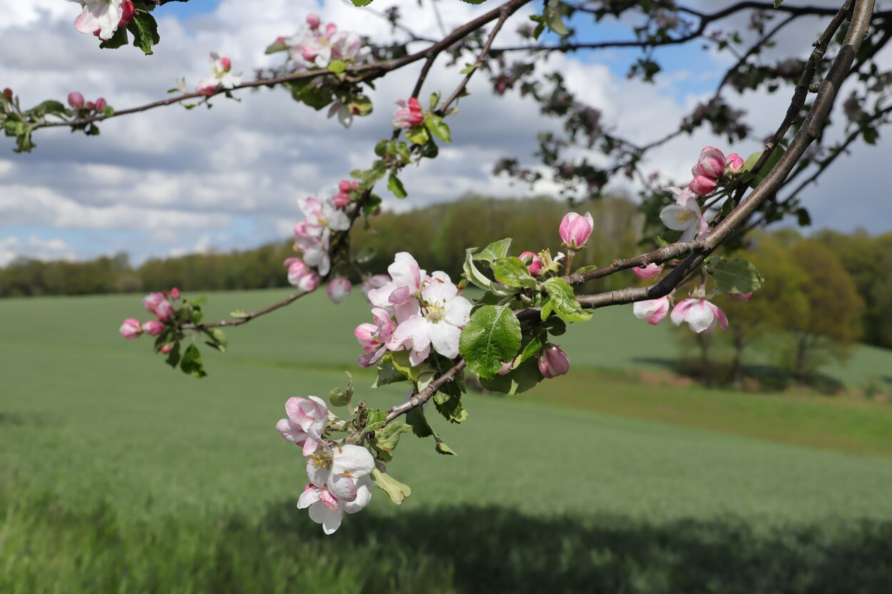 Apfelbaumblüte