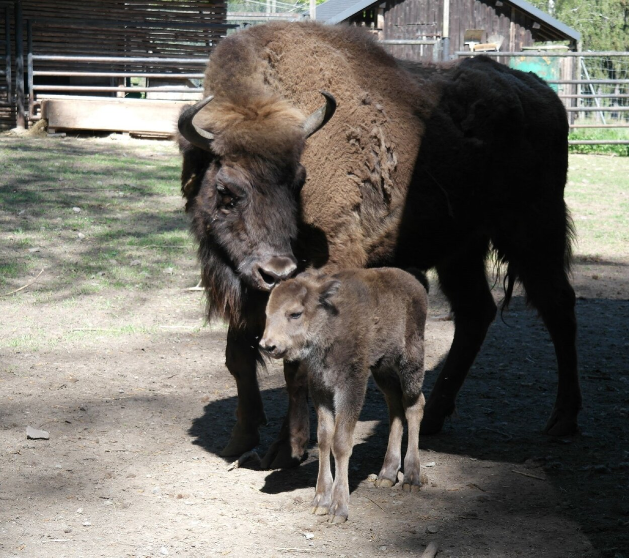 Wisent mit Kalb im Wildgatter Oberrabenstein