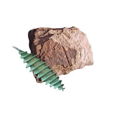 Im Bild ist ein br&auml;unlicher Stein mit Abdr&uuml;cken - ein Fossil - zu sehen, davor ist ein urzeitliches Hai-Ei als Grafik montiert. Dieses ist gr&uuml;nlich, spindelf&ouml;rmig und l&auml;nglich gestaltet.