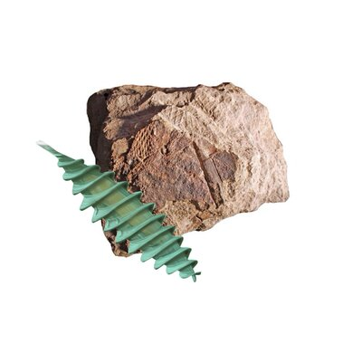 Im Bild ist ein bräunlicher Stein mit Abdrücken - ein Fossil - zu sehen, davor ist ein urzeitliches Hai-Ei als Grafik montiert. Dieses ist grünlich, spindelförmig und länglich gestaltet.