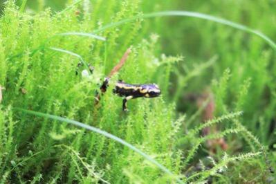 Junger Oviedo-Feuersalamander im Tierpark Chemnitz