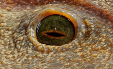 Auge des Chemnitzion richteri