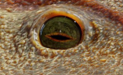 Auge des Chemnitzion richteri