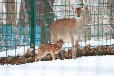 Vietnam-Sikahirschkuh mit Jungtier im Tierpark Chemnitz