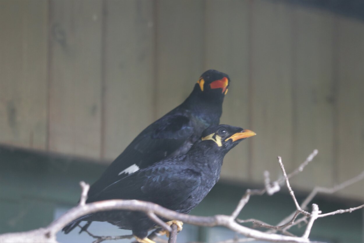 Mittelbeos im Chemnitzer Tierpark