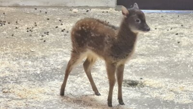 Im Bild ist ein junger Prinz-Albrecht-Hirsch zu sehen, er schaut nach rechts. Sein Fell sieht hellbraun und flauschig aus.