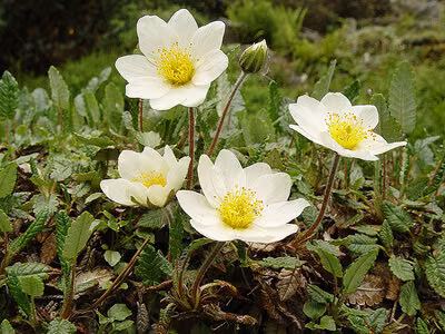 Die Silberwurz ist eine typische arktisch-alpine Art der nördlichen Hemisphäre