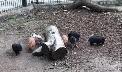 Nachwuchs bei den Minischweinen im Tierpark Chemnitz