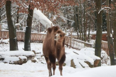 Seit Anfang Dezember lebt eine neue Bewohnerin im Chemnitzer Tierpark.
