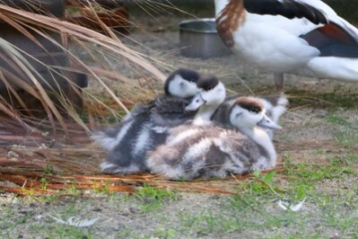 Kücken der Weißwangengänse im Tierpark Chemnitz