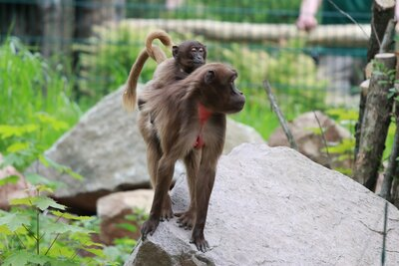 Dschelada mit Jungtier im Tierpark Chemnitz