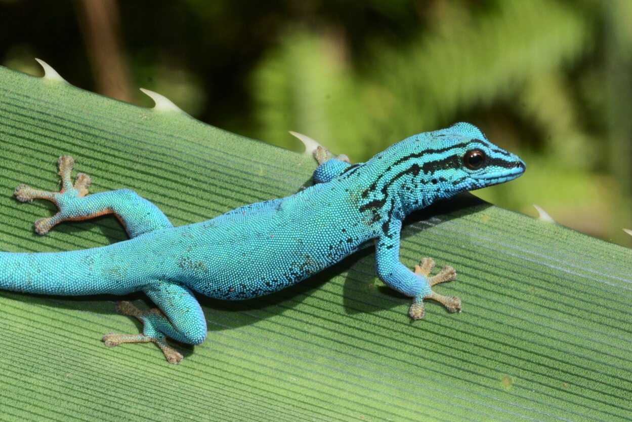 Himmelblauer Zwergtaggecko