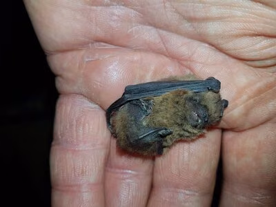 Zwergfledermaus