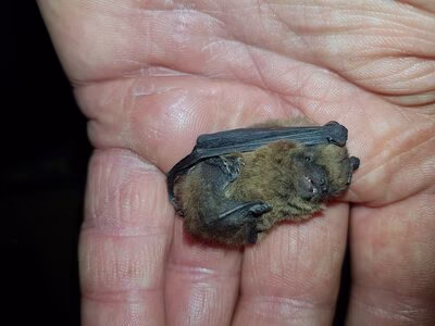 Zwergfledermaus