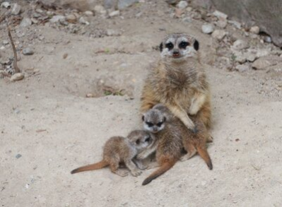 Erdmännchen-Nachwuchs im Tierpark Chemnitz