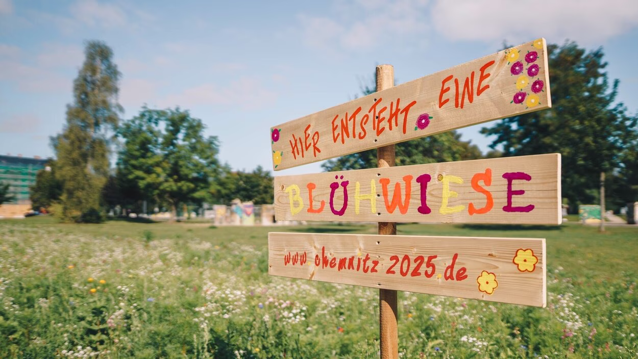 Im Rahmen der Bewerbung zur Europ&auml;ischen Kulturhauptstadt 2025 entstanden viele Bl&uuml;hwiesen in Chemnitz