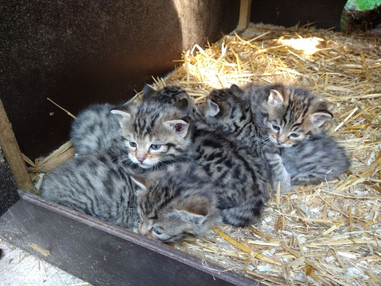 Nachwuchs bei den Europäischen Wildkatzen