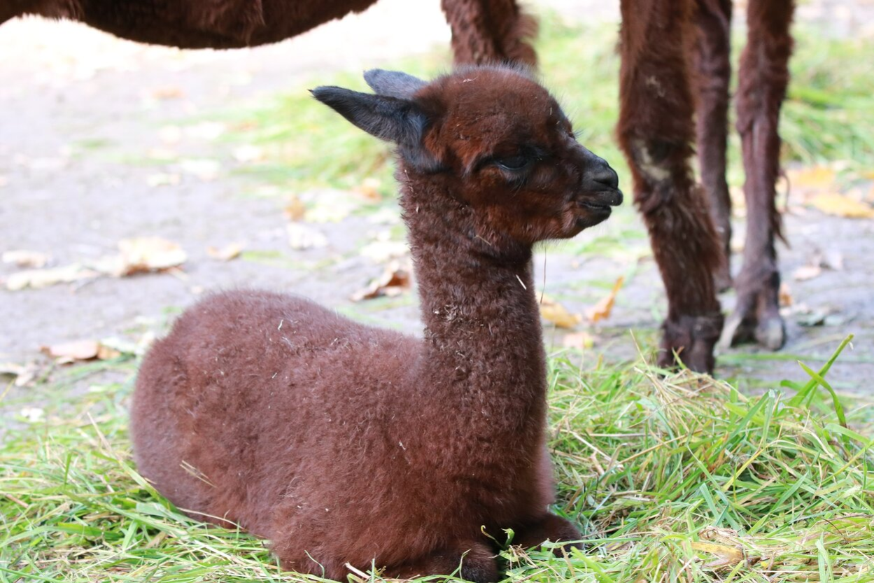 jüngster Alpaka-Nachwuchs im Tierpark Chemnitz