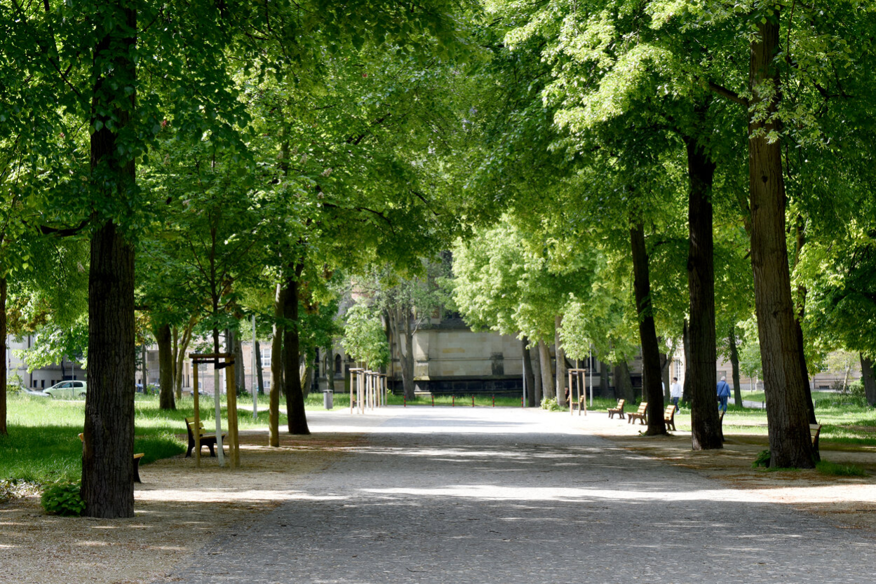 Široká hlavní třída, lemovaná vysokými stromy po pravé i levé straně. Po stranách jsou lavičky.