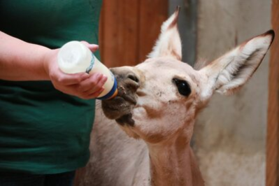 Flaschenaufzucht des jungen Somali-Wildesels im Tierpark Chemnitz