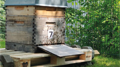 Bienenkiste