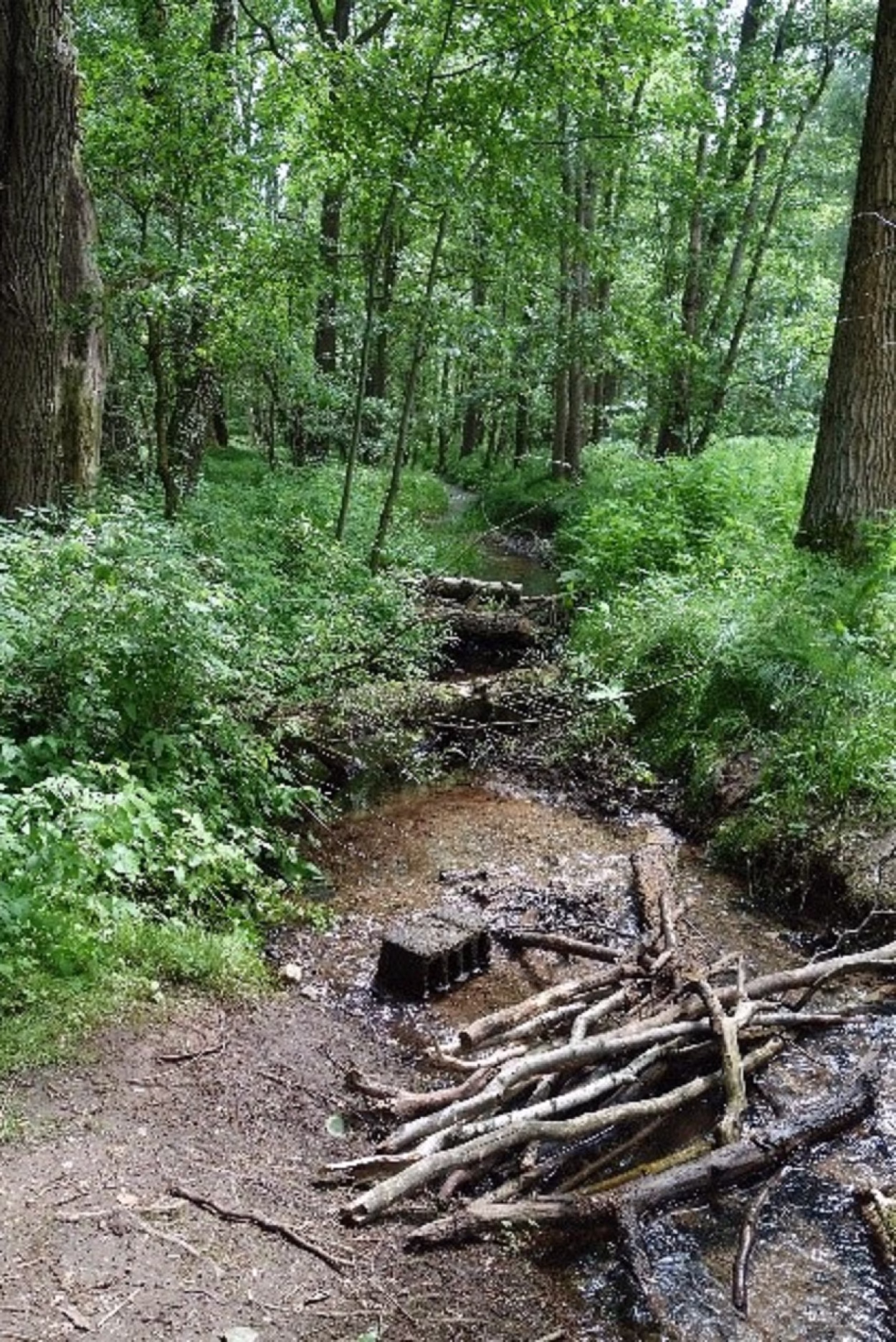 St&auml;rkerwald Chemnitz