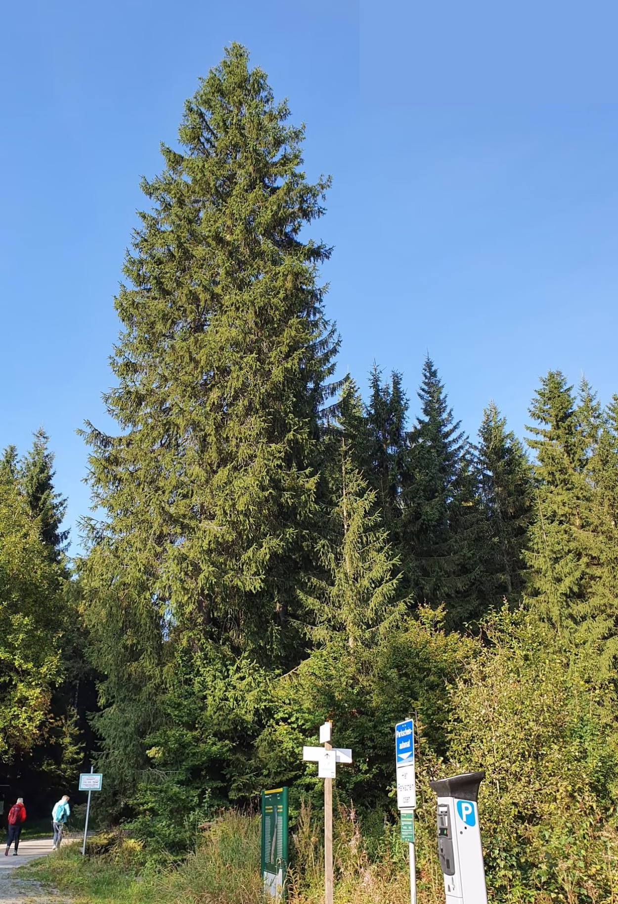 Der diesj&auml;hrige Weihnachtsbaum f&uuml;r den Chemnitzer Weihnachtsmarkt