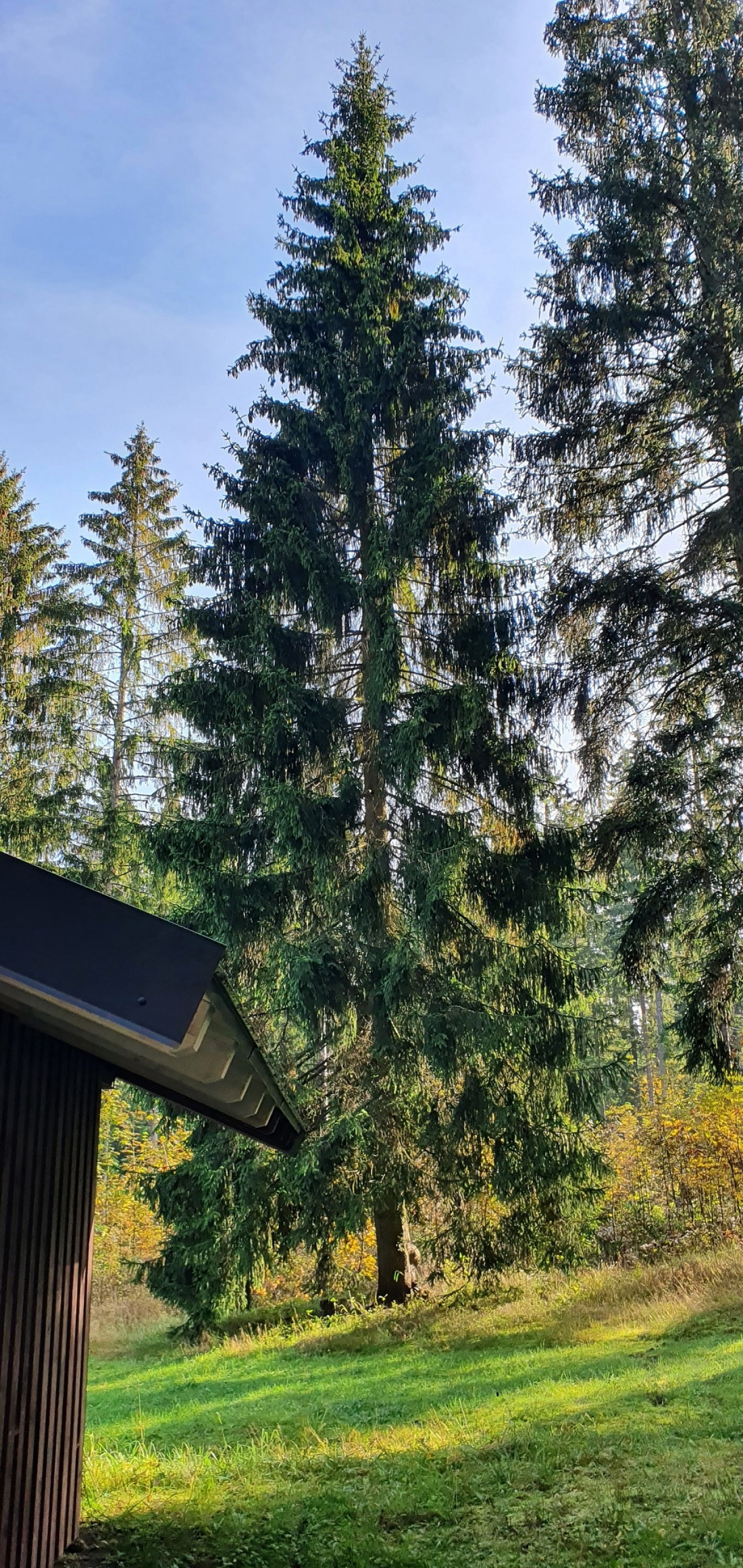 Künftiger Chemnitzer Weihnachtsbaum