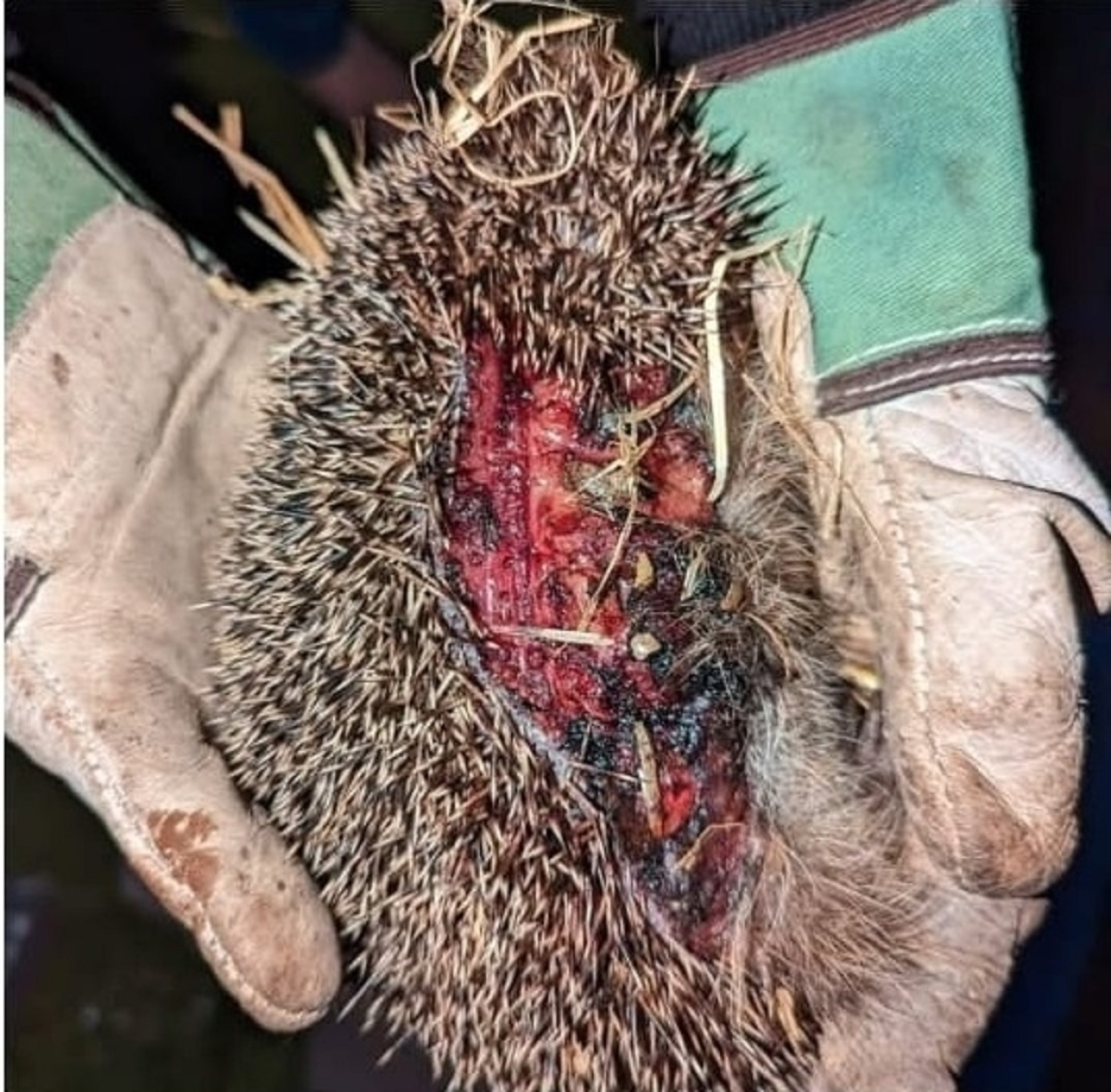 Auf dem Bild ist ein Igel mit mehreren Schnittverletzungen am Rücken zu sehen. Er wird von Händen in Handschuhen gehalten. An den Stacheln des Igels hängen noch einige Gras- und Strohhalme.