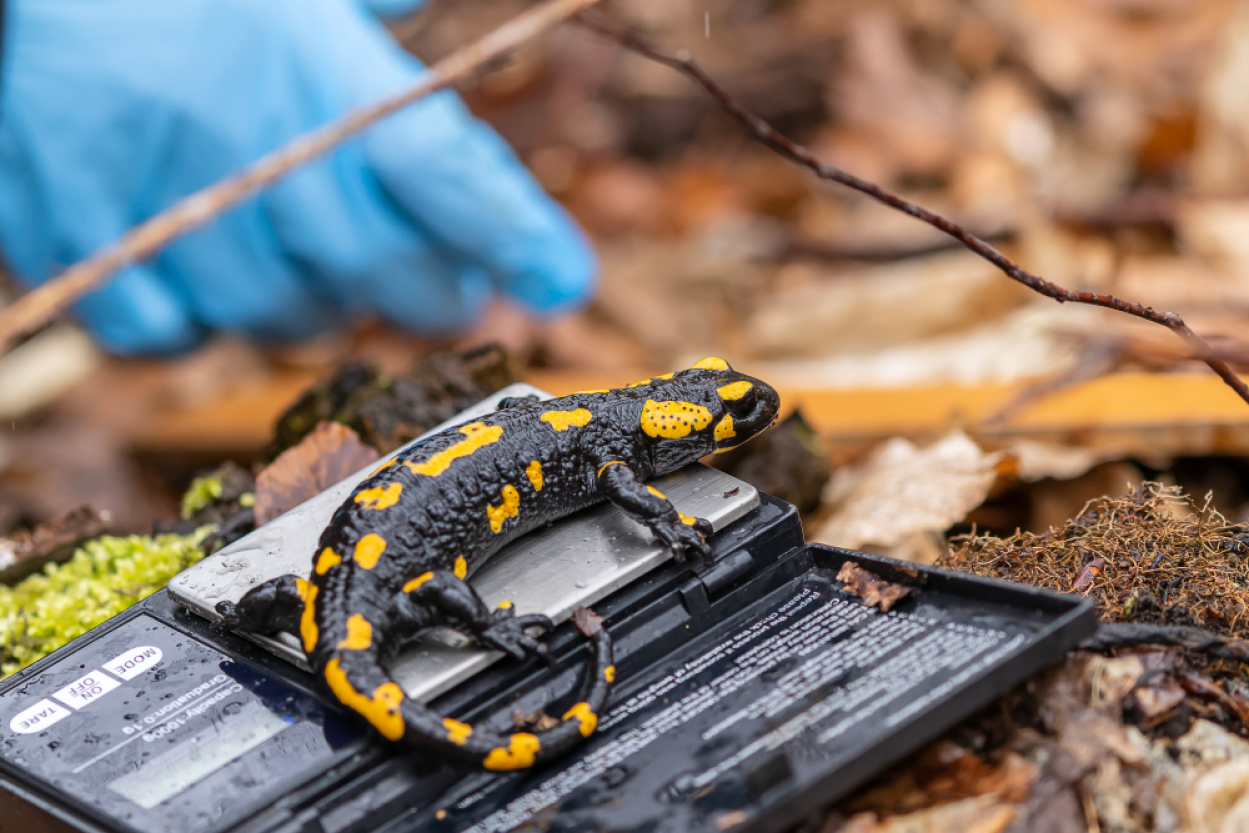 Ein Feuersalamander wird auf einer mobilen Waage gewogen. Das Tier ist schwarz mit gelben Flecken.